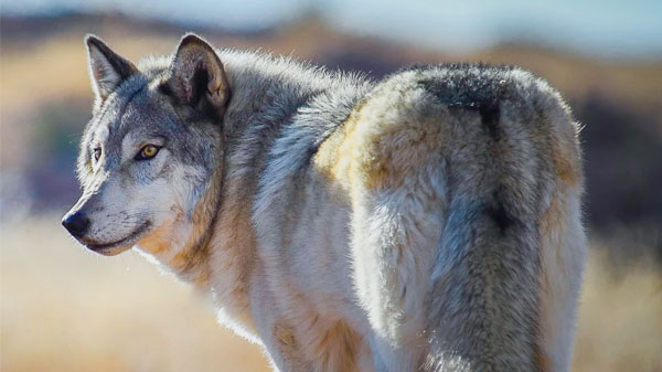 Apex Protection Project