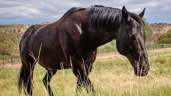 Best Friends Animal Sanctuary