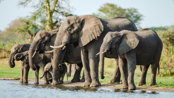 International Fund for Animal Welfare