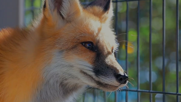 JAB Canid Education and Conservation Center