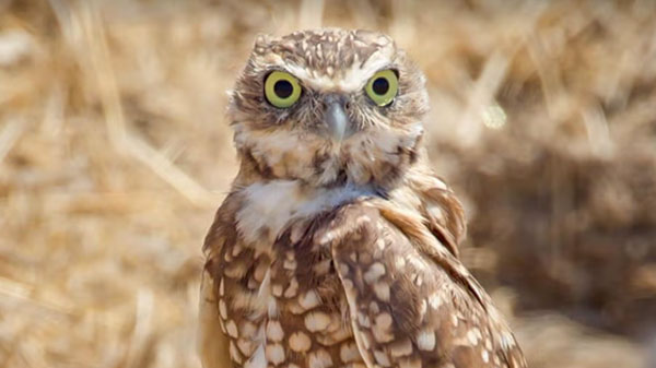 San Diego Zoo Safari Park