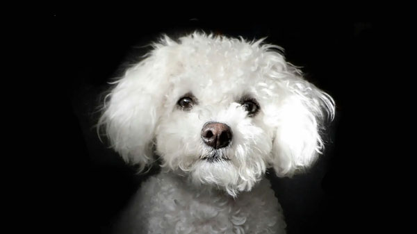 Bichon Rescue Brigade
